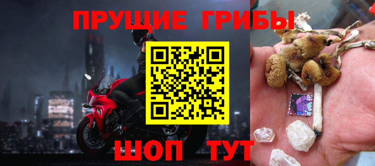 Медногорск  Псилоцибиновые грибы Psilocybine cubensis  Вход с VPN 